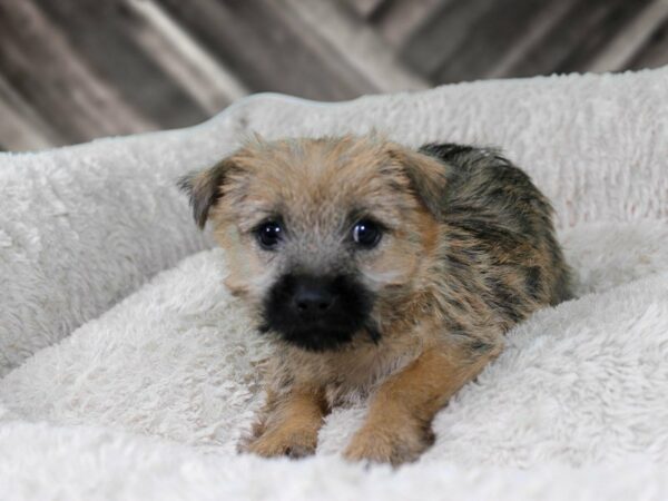 Cairn Terrier DOG Male WHEATEN 21933 Petland Racine, Wisconsin