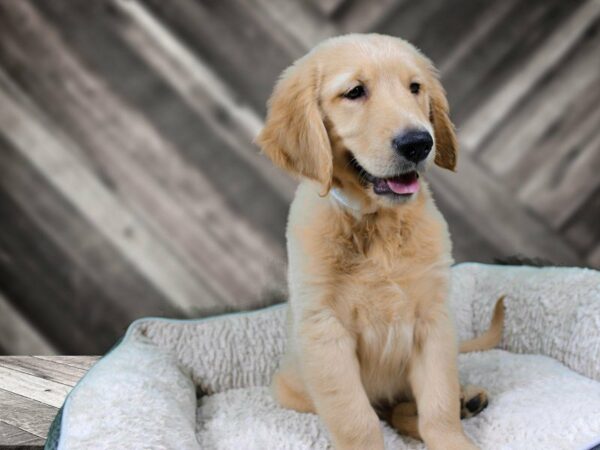 Golden Retriever-DOG-Male-Cream-21913-Petland Racine, Wisconsin