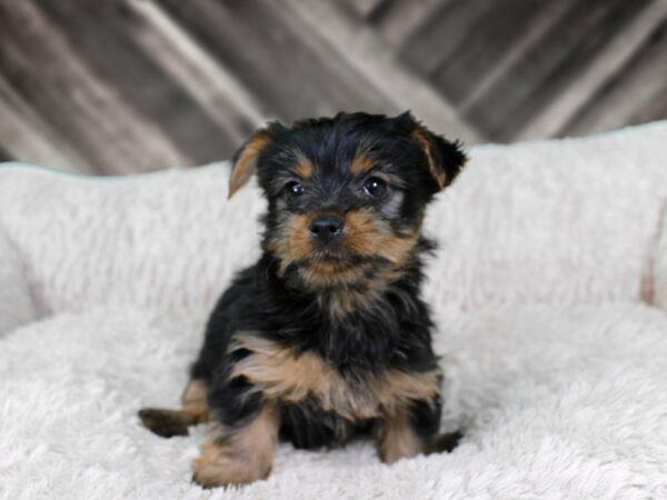 Silky Terrier-DOG-Female-BLK/TAN-21932-Petland Racine, Wisconsin