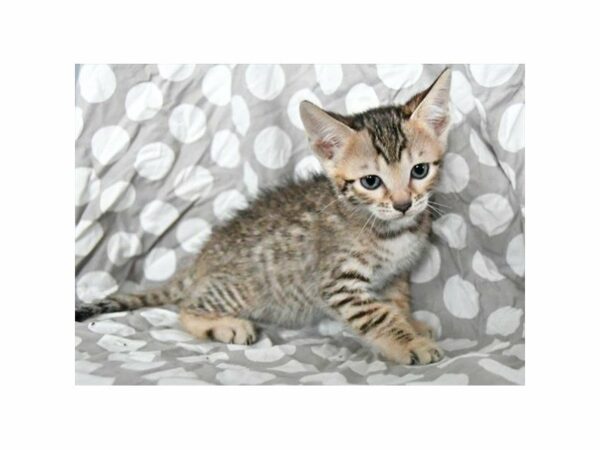 Bengal-CAT-Male-Black / Brown-21948-Petland Racine, Wisconsin