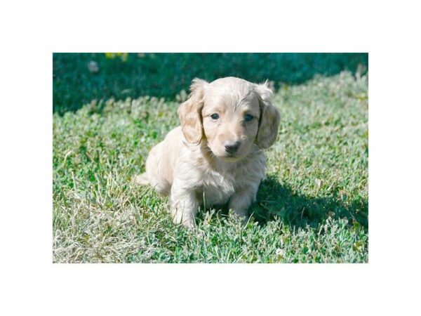Dachshund-DOG-Male-Fawn-21943-Petland Racine, Wisconsin