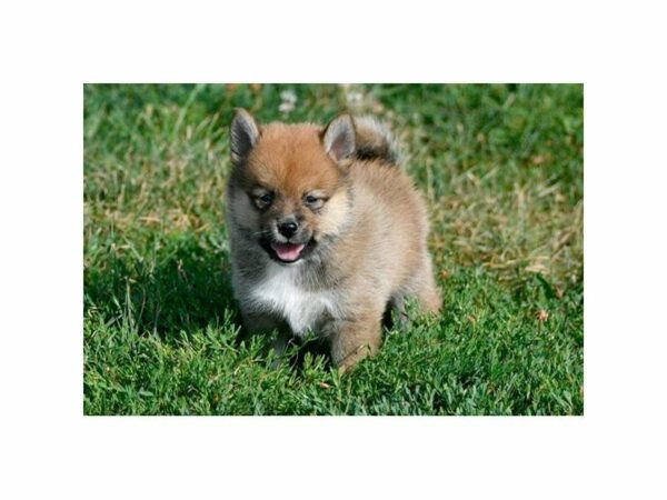 Shiba Pom DOG Male Tri-Colored 21978 Petland Racine, Wisconsin