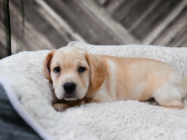 Frengle-DOG-Male-Cream / White-21985-Petland Racine, Wisconsin