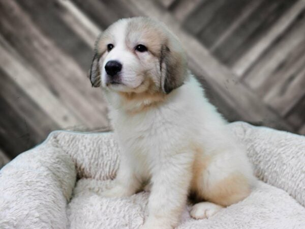 Great Pyrenees DOG Female WHITE/BADGER 22000 Petland Racine, Wisconsin