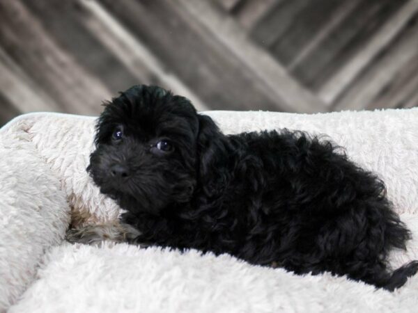 Havapoo-DOG-Female-BLK/TAN-21999-Petland Racine, Wisconsin