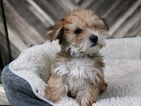 YorkieTon-DOG-Male-SABLE-21995-Petland Racine, Wisconsin