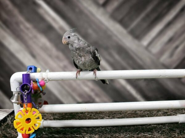 Cockatiel-BIRD-Male--21967-Petland Racine, Wisconsin