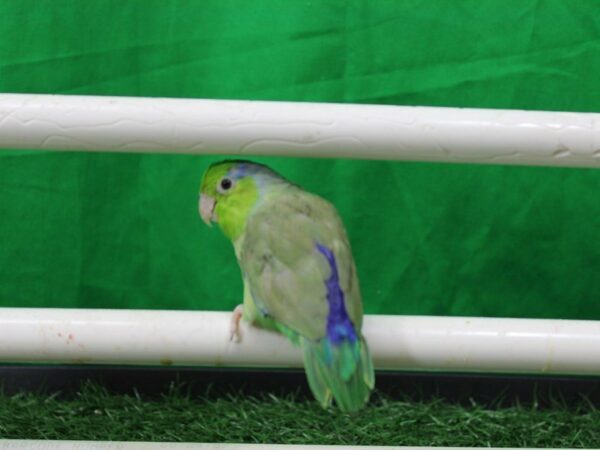 parrotlet BIRD Male Green 21664 Petland Racine, Wisconsin