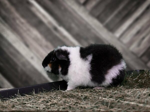 Guinea Pig-GUINEA PIG-Male--21962-Petland Racine, Wisconsin