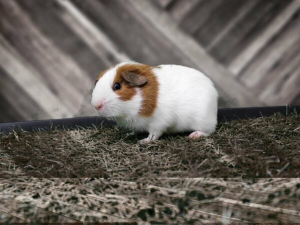 Guinea Pig GUINEA PIG Male 21812 Petland Racine, Wisconsin