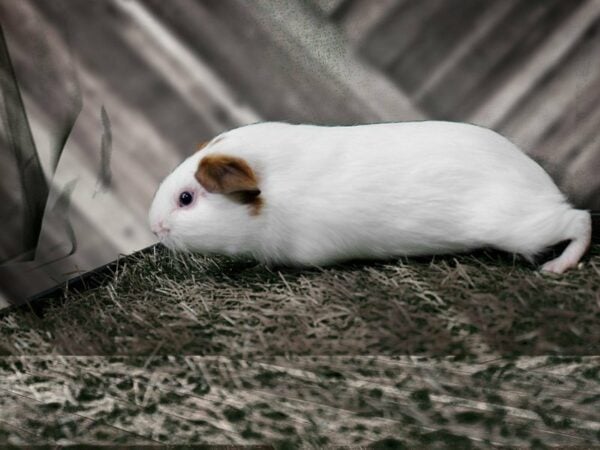 Guinea Pig-GUINEA PIG-Male--21811-Petland Racine, Wisconsin