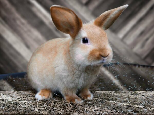 Mini Satin RABBIT Female 21674 Petland Racine, Wisconsin