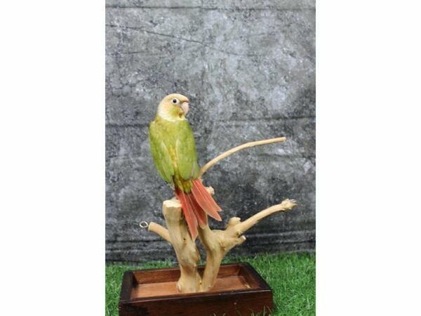 Pineapple Green Cheek Conure-BIRD-Male--21975-Petland Racine, Wisconsin