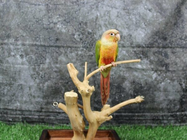 Pineapple Green Cheek Conure-BIRD-Male--21973-Petland Racine, Wisconsin