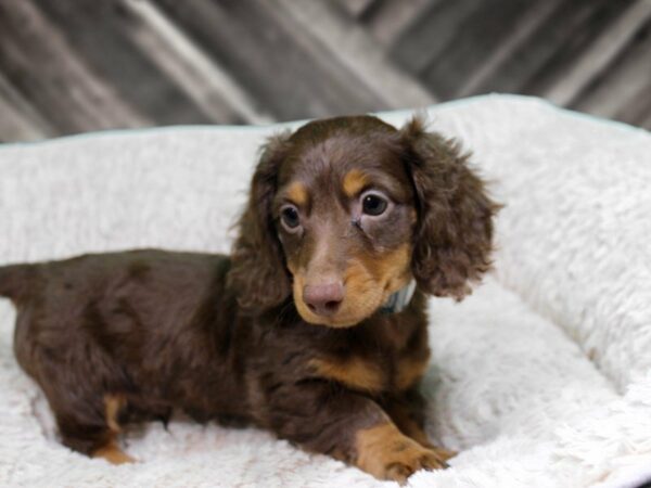 Dachshund-DOG-Male-CHOC/TAN-22027-Petland Racine, Wisconsin