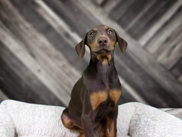 Doberman Pinscher DOG Female RED/RUST 22024 Petland Racine, Wisconsin