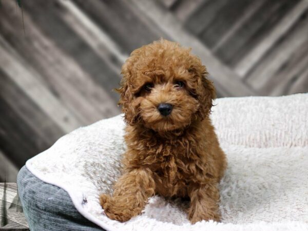 Poodle-DOG-Male-Red-22005-Petland Racine, Wisconsin