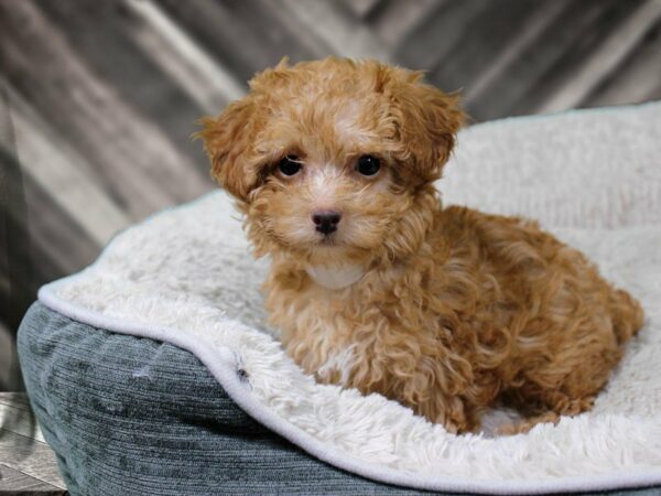 Poodle-DOG-Female-Apricot-22006-Petland Racine, Wisconsin