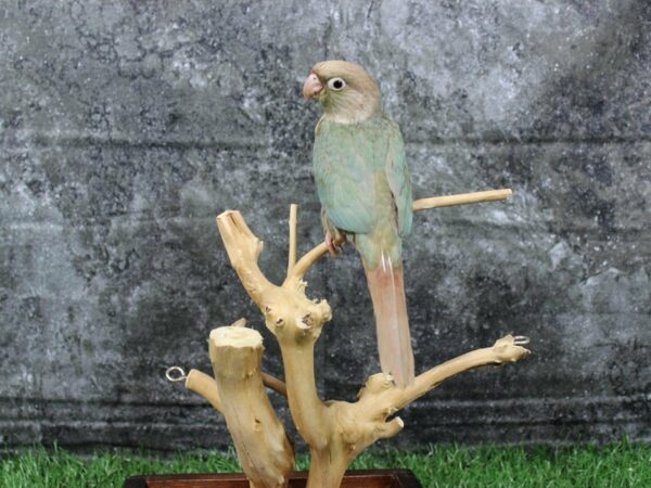 Cinnamon Blue Green Cheek Conure-BIRD-Male--22042-Petland Racine, Wisconsin