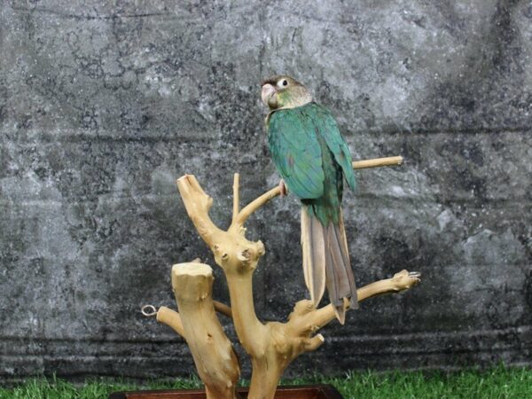 Yellow Sided Blue Green Cheek Conure-BIRD-Male--22039-Petland Racine, Wisconsin