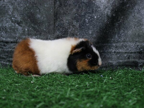 Guinea Pig-GUINEA PIG-Male--22048-Petland Racine, Wisconsin