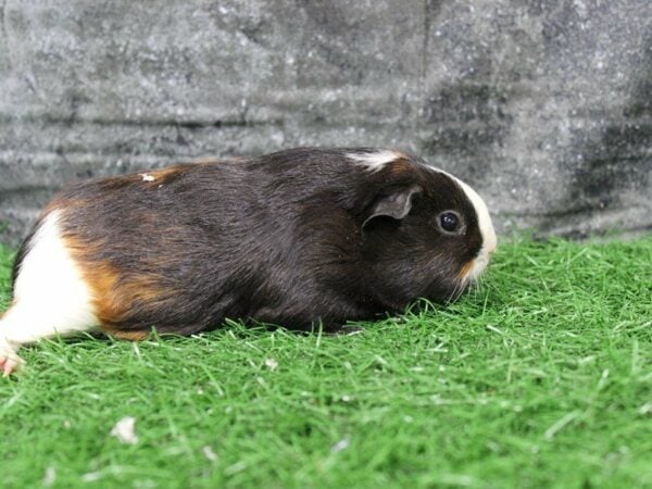 Guinea Pig-GUINEA PIG-Male--22044-Petland Racine, Wisconsin