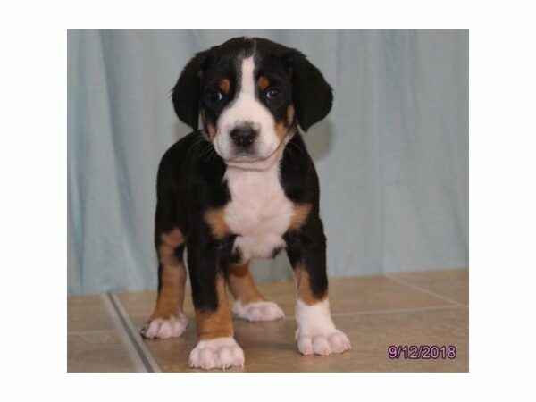 Greater Swiss Mountain Dog DOG Female Black, White / Red 22067 Petland Racine, Wisconsin