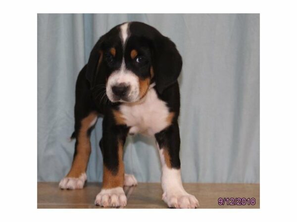 Greater Swiss Mountain Dog DOG Male Black, White / Red 22066 Petland Racine, Wisconsin