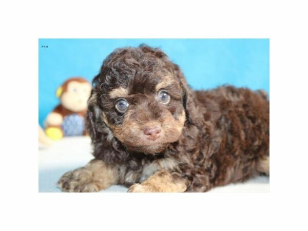 2nd Gen. Cockapoo-DOG-Male-chlt-22063-Petland Racine, Wisconsin