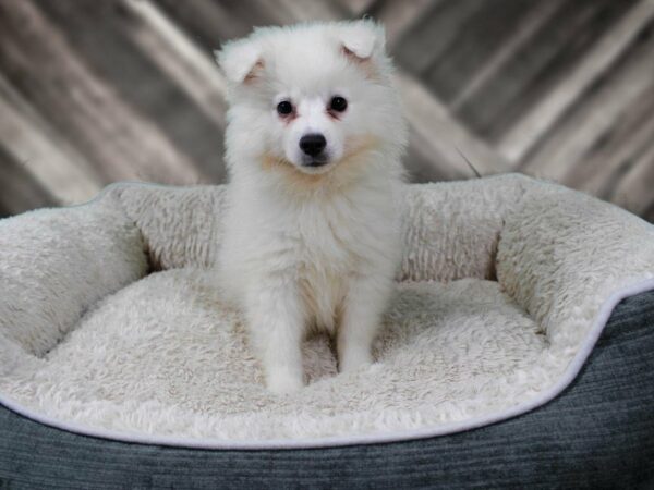 American Eskimo Dog-DOG-Male-White-22059-Petland Racine, Wisconsin