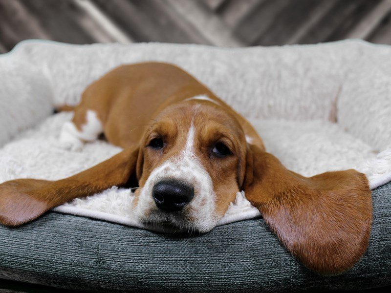 View Basset Hound Puppy Photos Petland Racine, Wisconsin