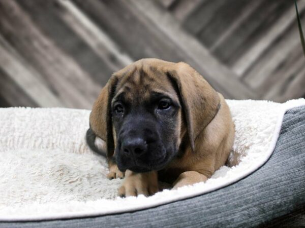 English Mastiff-DOG-Female-FAWN-22075-Petland Racine, Wisconsin