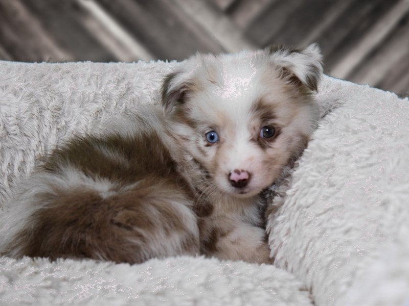 Massakre momentum polet Miniature Australian Shepherd puppies for sale near Milwaukee WI