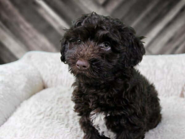 Poovanese-DOG-Male-CHOC-22079-Petland Racine, Wisconsin