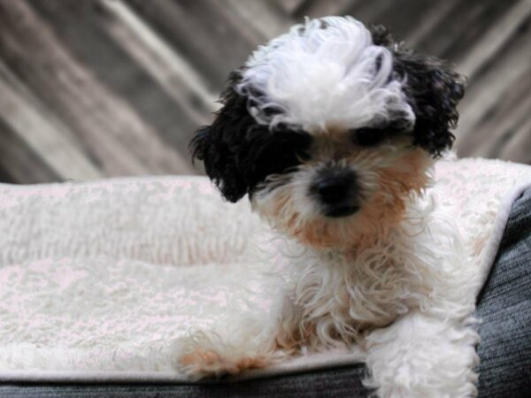 Shihpoo-DOG-Male-WH/BLK-22078-Petland Racine, Wisconsin