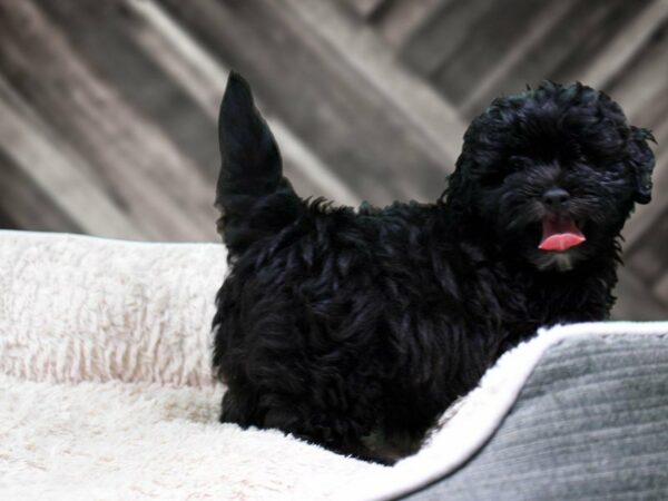 Shihpoo-DOG-Female-BLK-22082-Petland Racine, Wisconsin