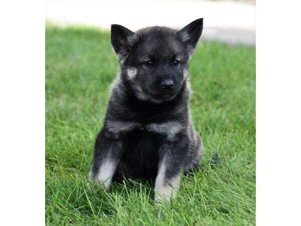 Norwegian Elkhound-DOG-Male-Silver Gray / Black-22095-Petland Racine, Wisconsin