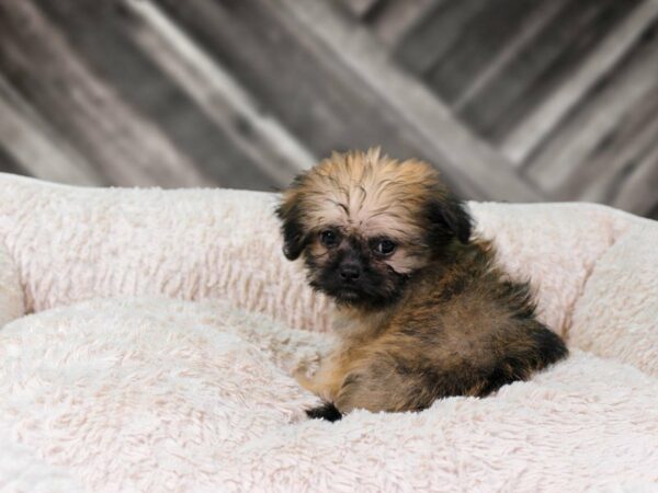 Shorkie-DOG-Male-GOLD-22085-Petland Racine, Wisconsin