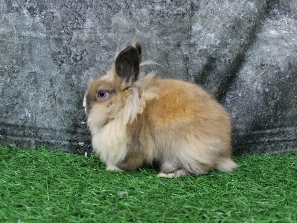 Lionhead-RABBIT-Female--22051-Petland Racine, Wisconsin