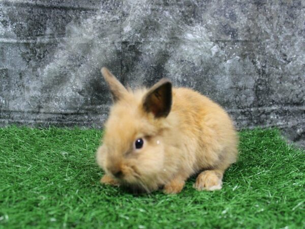 Lionhead-RABBIT-Female--22049-Petland Racine, Wisconsin