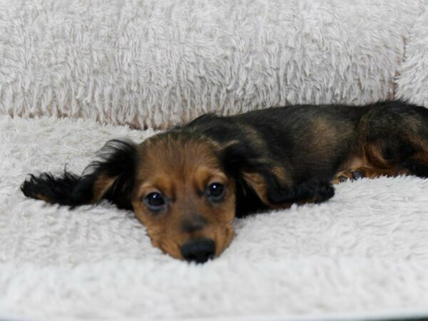 Dachshund-DOG-Male-RED L.H.-22119-Petland Racine, Wisconsin