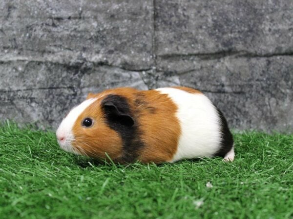 Guinea Pig GUINEA PIG Female 22110 Petland Racine, Wisconsin