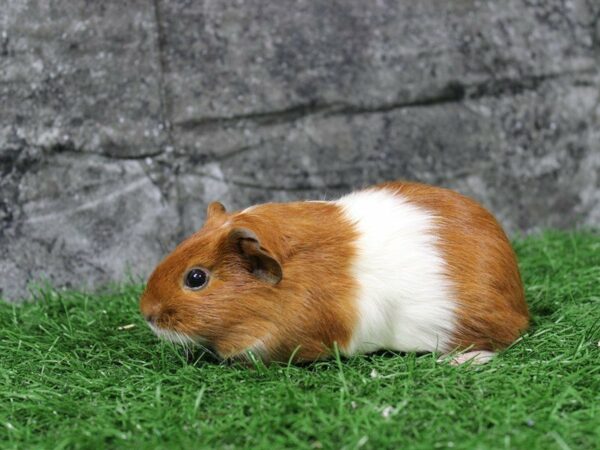 Guinea Pig GUINEA PIG Female 22112 Petland Racine, Wisconsin