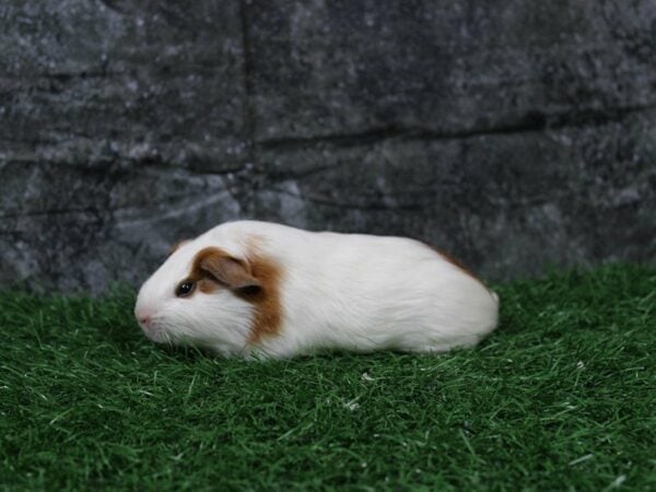 Guinea Pig GUINEA PIG Female 22114 Petland Racine, Wisconsin