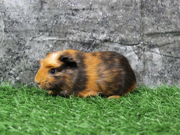 Guinea Pig GUINEA PIG Female 22111 Petland Racine, Wisconsin