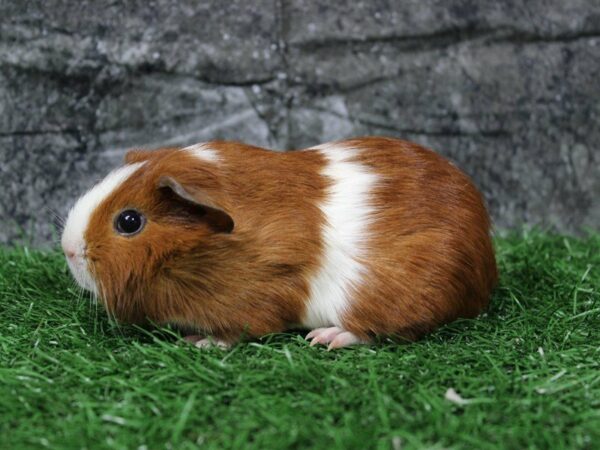 Guinea Pig-GUINEA PIG-Female--22109-Petland Racine, Wisconsin