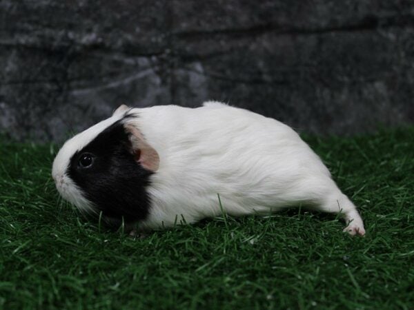 Guinea Pig GUINEA PIG Female 22115 Petland Racine, Wisconsin