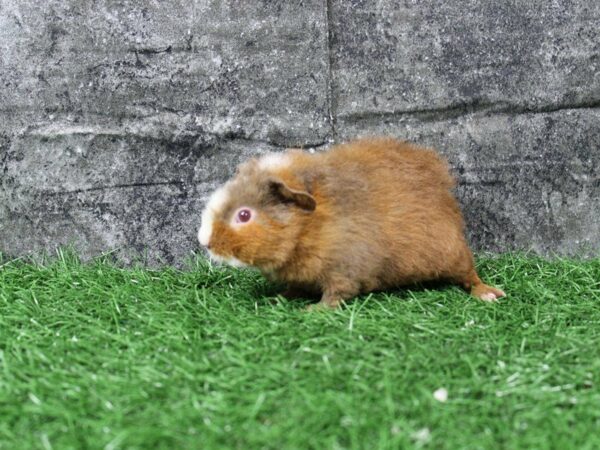 Guinea Pig GUINEA PIG Male 22104 Petland Racine, Wisconsin