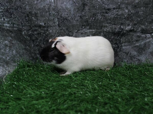 Guinea Pig GUINEA PIG Male 22105 Petland Racine, Wisconsin