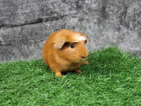 Guinea Pig GUINEA PIG Male 22108 Petland Racine, Wisconsin